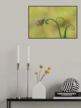 Curls Poster och Canvastavla