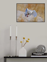 Snowy Owl Poster och Canvastavla