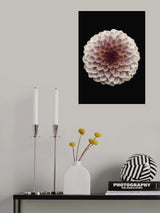 Dahlia Poster och Canvastavla