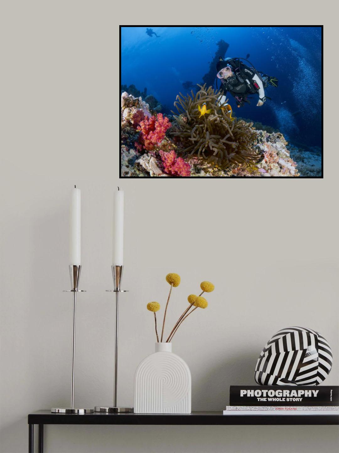 Anemone and a diver Poster och Canvastavla
