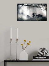 Tranquil forest walk Poster och Canvastavla