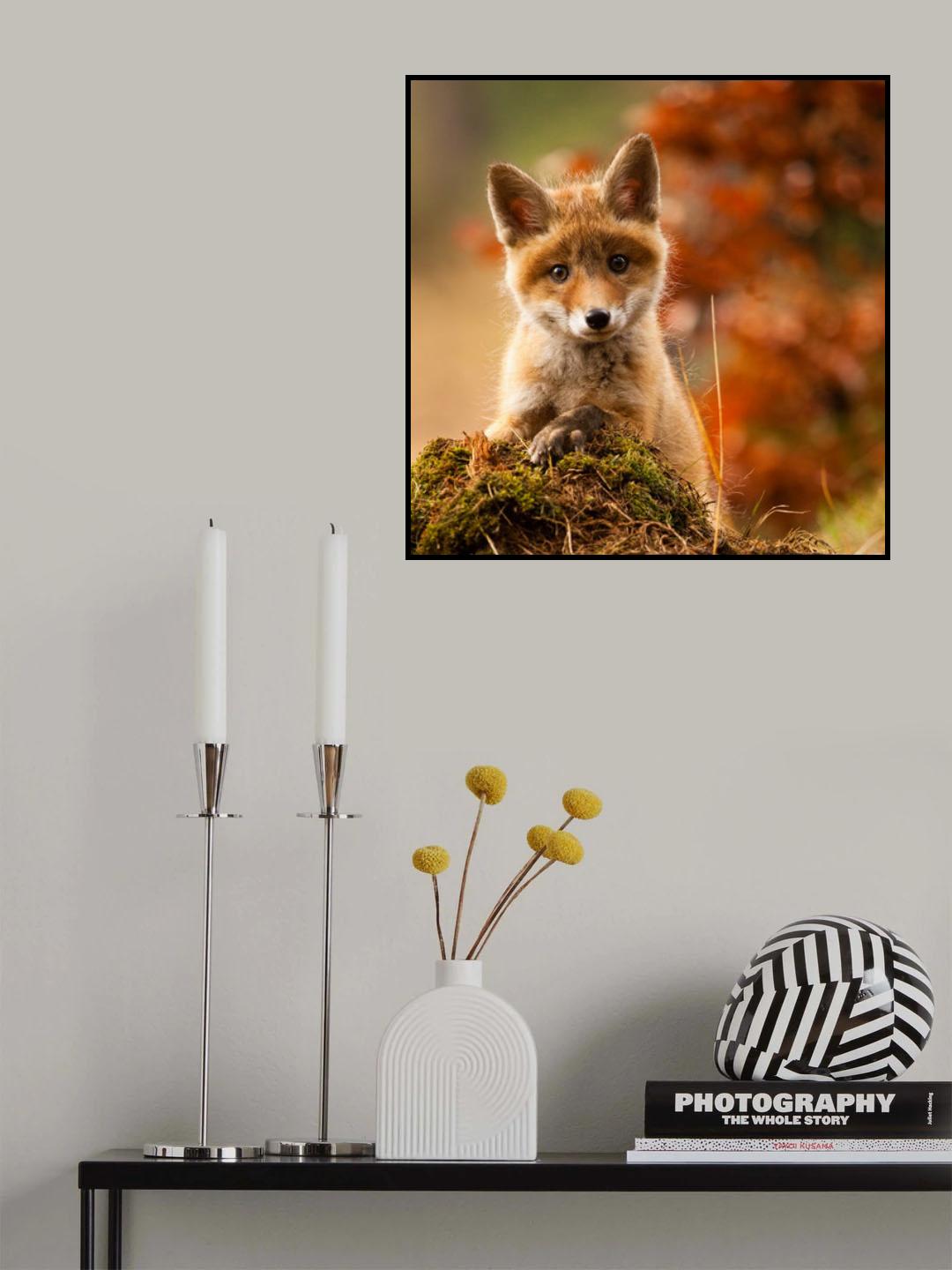 Fox Poster och Canvastavla