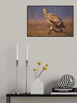 White-tailed eagle Poster och Canvastavla
