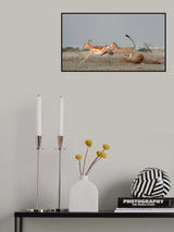 Cheetah is catching a thomson Poster och Canvastavla
