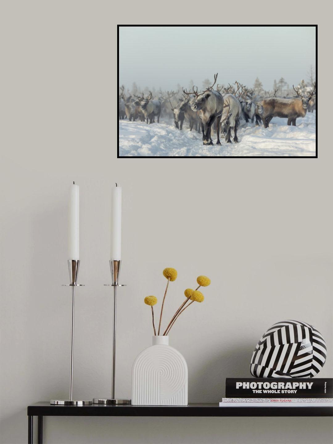 Reindeers Poster och Canvastavla
