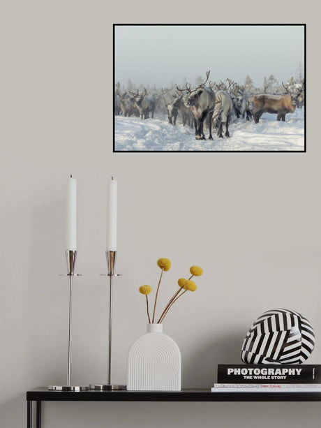 Reindeers Poster och Canvastavla