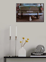 Cuban Cat with Car Poster och Canvastavla