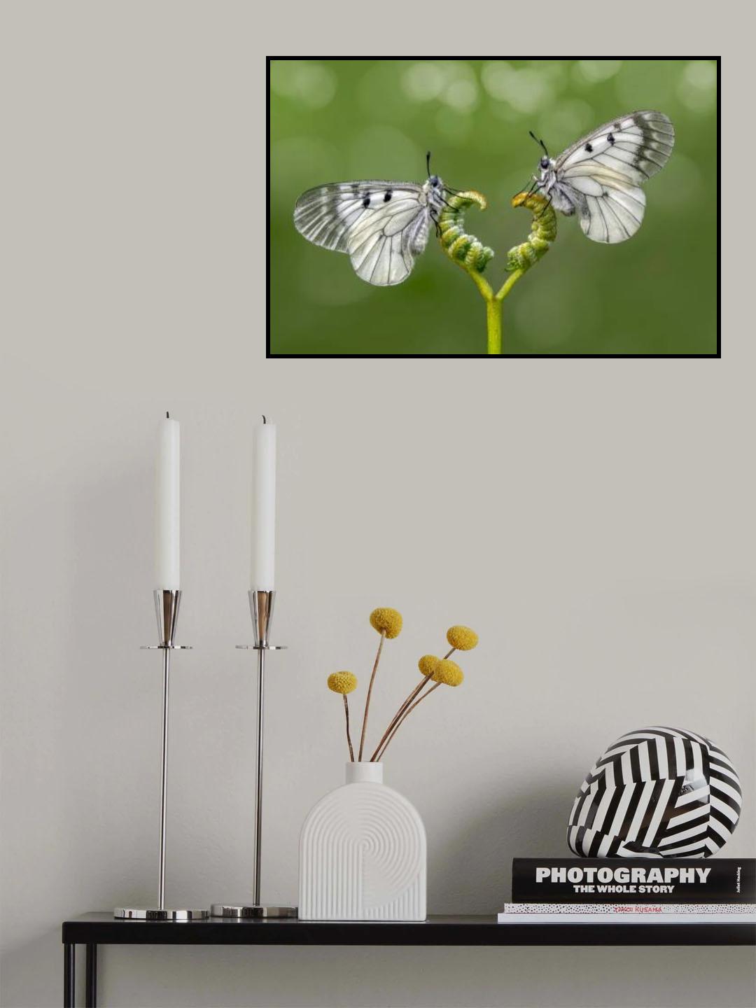 Face to face Poster och Canvastavla