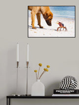 Meeting on the beach Poster och Canvastavla