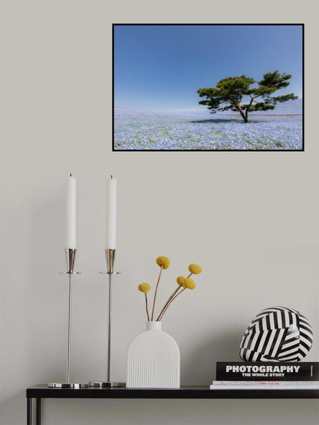 Nemophila Hill Poster och Canvastavla