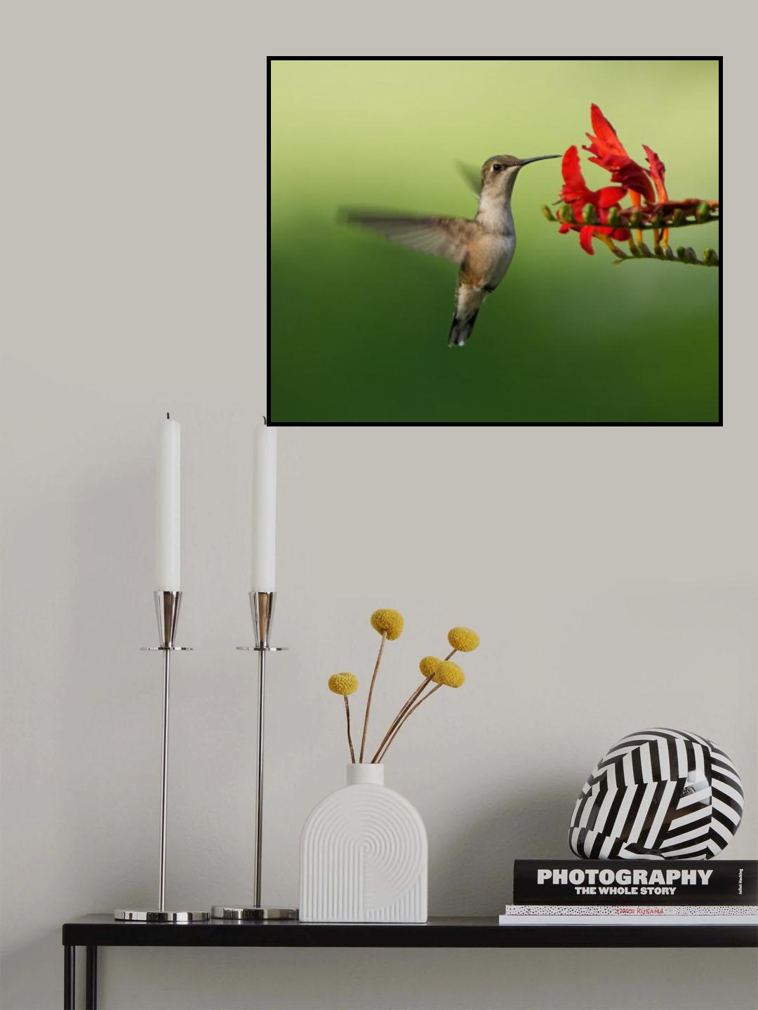 Hummingbird Poster och Canvastavla