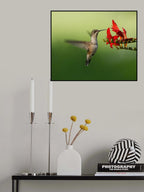 Hummingbird Poster och Canvastavla