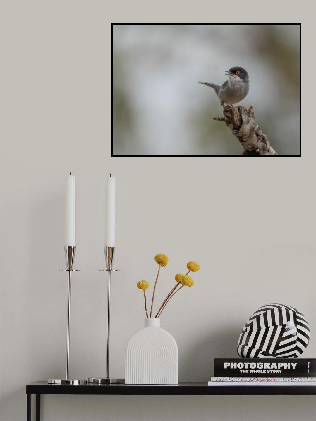 Sardinian Warbler (Sylvia melanocephala) Poster och Canvastavla