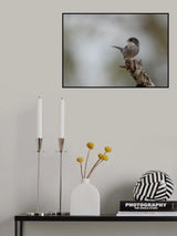 Sardinian Warbler (Sylvia melanocephala) Poster och Canvastavla