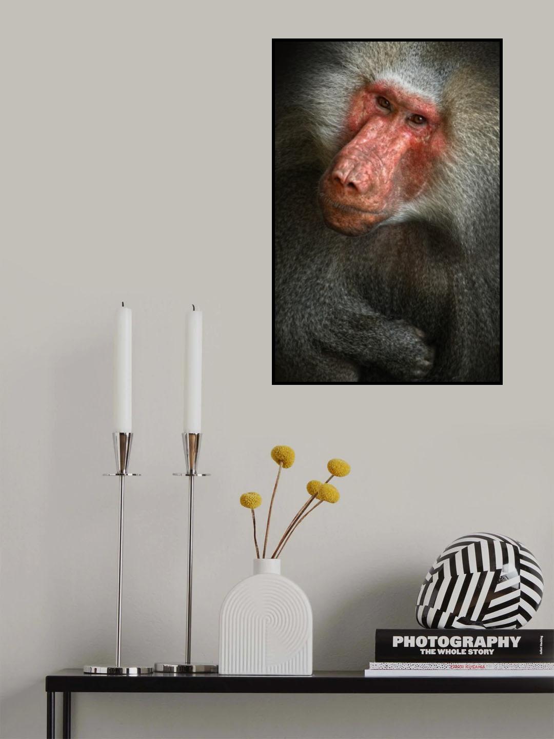 Baboon Poster och Canvastavla