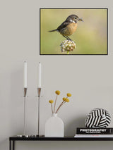 Common stonechat Poster och Canvastavla