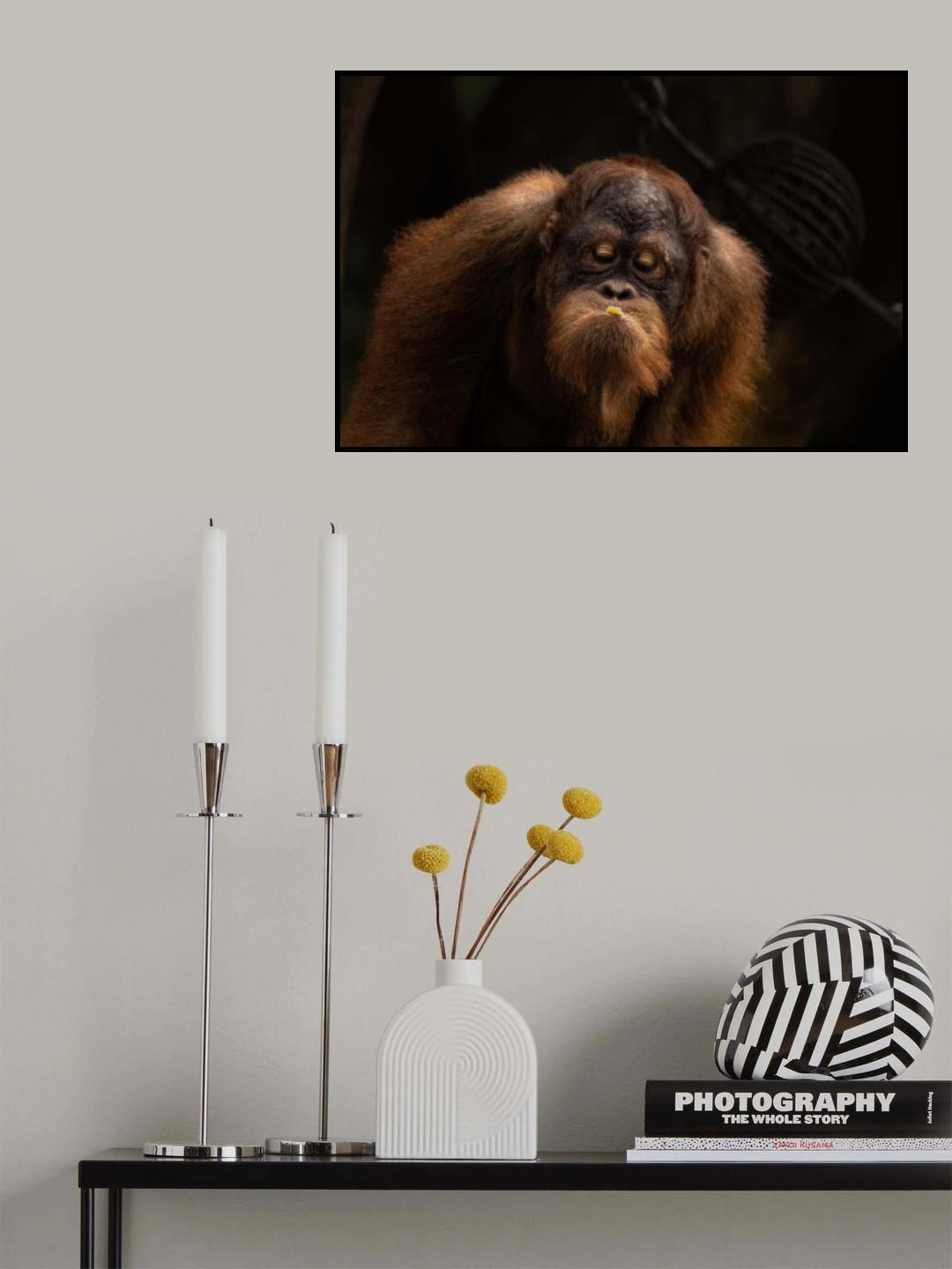 Orang Utan Sumatra Poster och Canvastavla