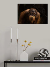 Orang Utan Sumatra Poster och Canvastavla