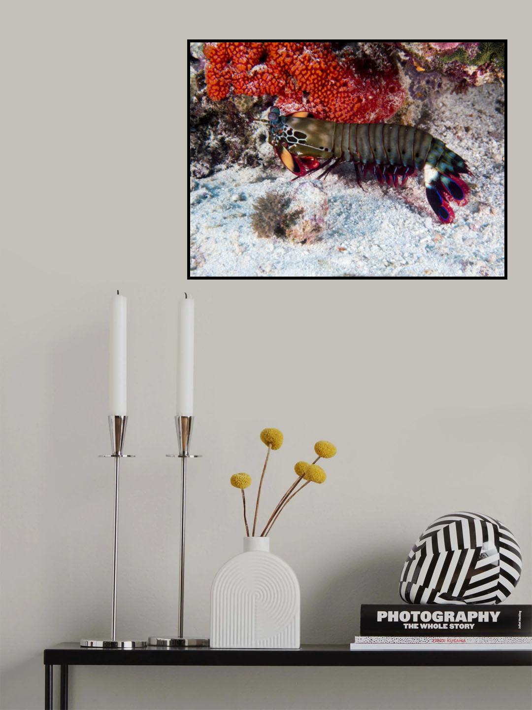 Peacock Mantis Shrimp Poster och Canvastavla