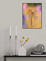Orthetrum coerulescens Poster och Canvastavla