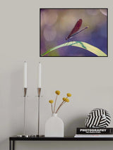 Disco Damsel Poster och Canvastavla