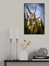 Big Ears Poster och Canvastavla