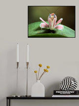 Orchid mantis Poster och Canvastavla