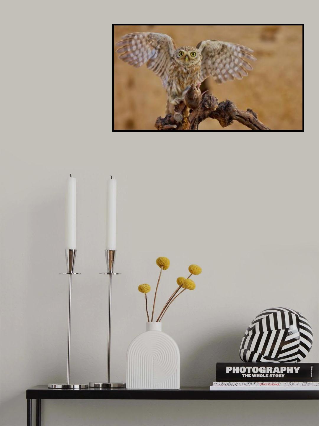 Little Owl Poster och Canvastavla