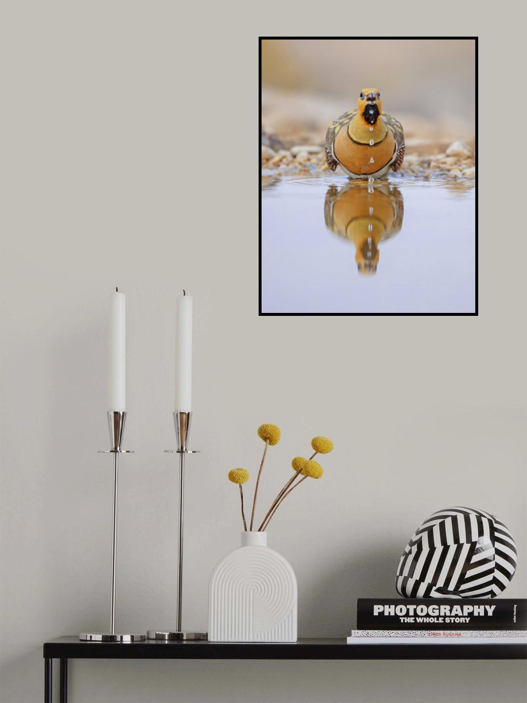 Pin-tailed Sandgrouse Poster och Canvastavla