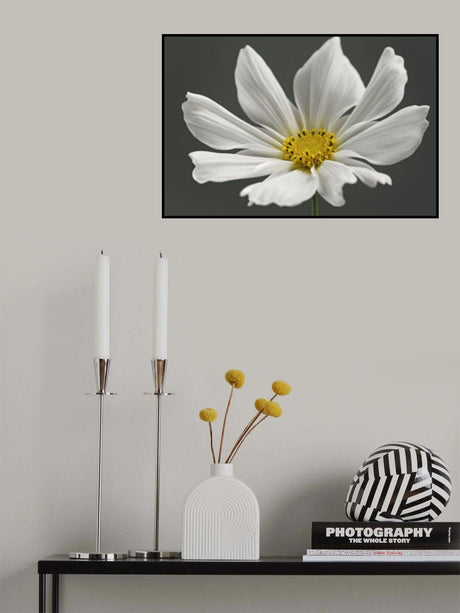 Cosmos Flower Poster och Canvastavla