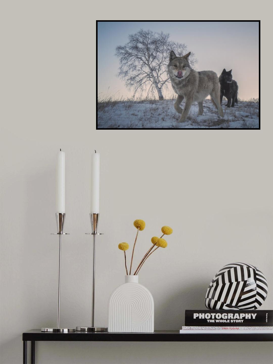 Two snow wolves Poster och Canvastavla