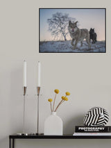 Two snow wolves Poster och Canvastavla