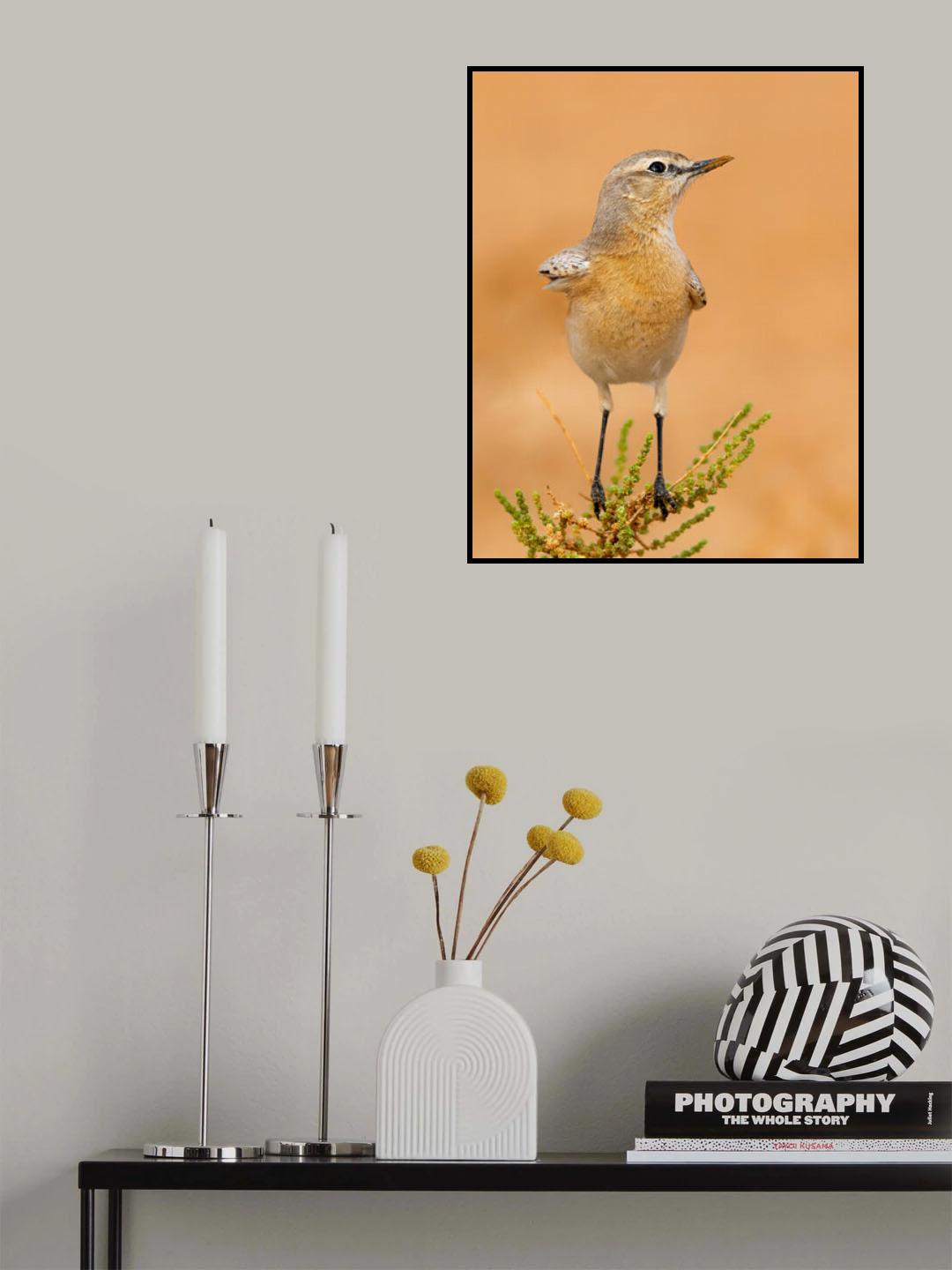 WHEATEAR Poster och Canvastavla