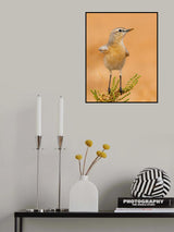 WHEATEAR Poster och Canvastavla