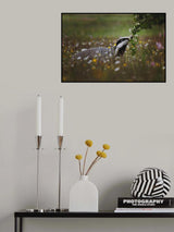 Curious badger Poster och Canvastavla