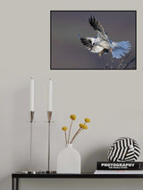 White Tailed Kite Poster och Canvastavla