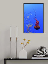 Jellyfish 44 Poster och Canvastavla