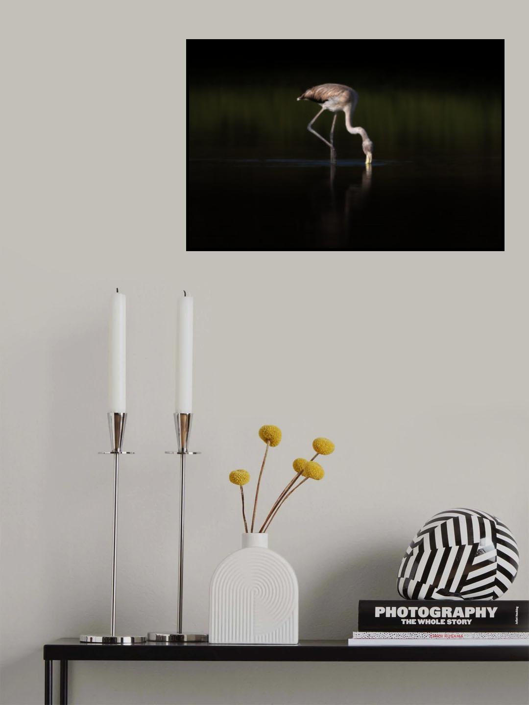 Greater  Flamingo Poster och Canvastavla