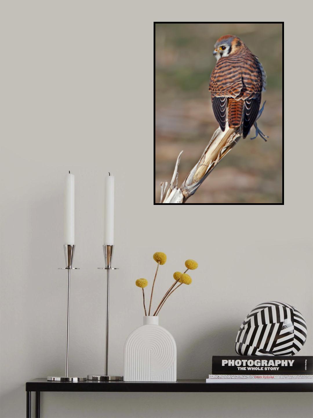 American Kestrel Poster och Canvastavla