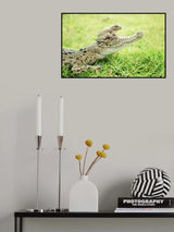crocodile and toad Poster och Canvastavla