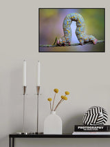 Looper Poster och Canvastavla