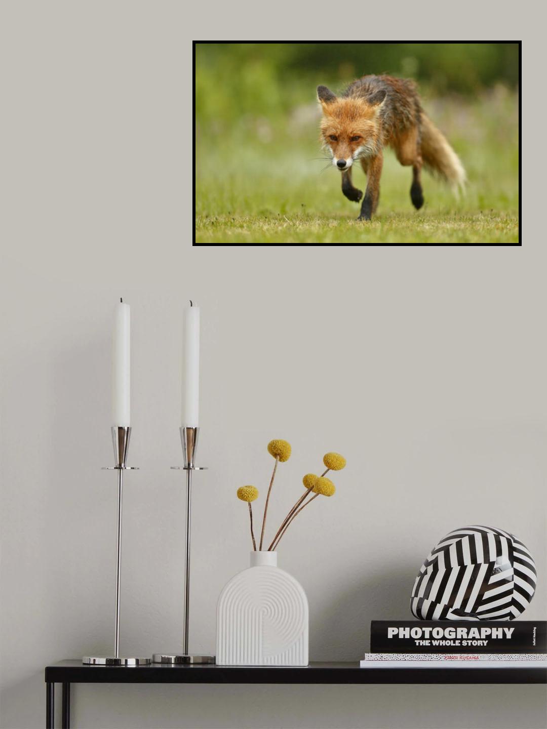 Red Fox @ Rain Poster och Canvastavla