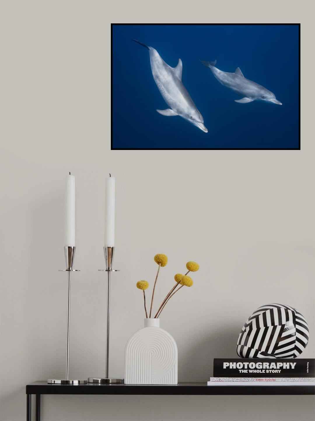 Bottlenose dolphins Poster och Canvastavla