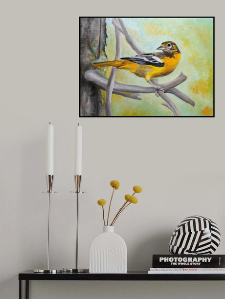 Baltimore Oriole Poster och Canvastavla