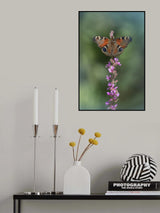Aglais io Poster och Canvastavla