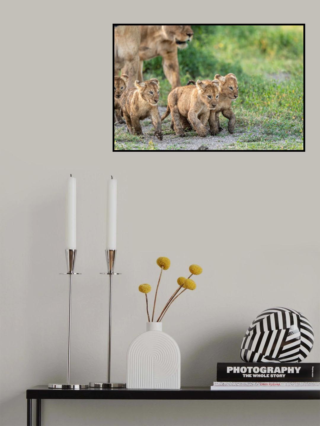 Kittens on the March Poster och Canvastavla