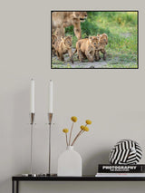Kittens on the March Poster och Canvastavla