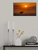 Elephant in the sunrise Poster och Canvastavla