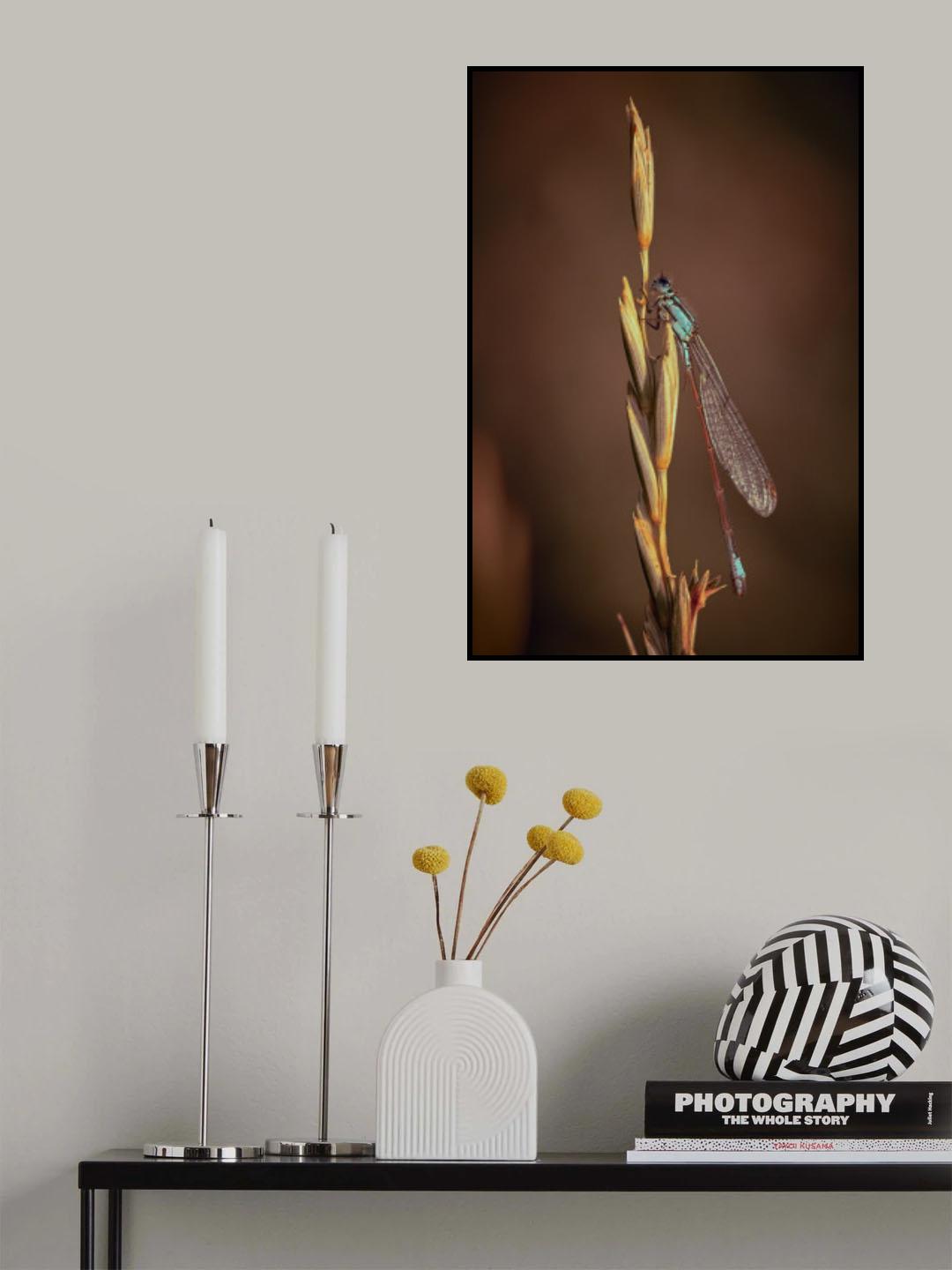 Blue Tailed Damsel Poster och Canvastavla