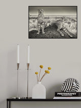 Two Cheetahs watching out Poster och Canvastavla